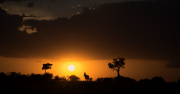 Topi  at Sunset | Massai Mara 2017