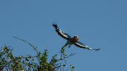 Lilac Breasted Roller | Maasai Mara 2019
