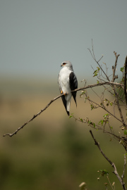 Maasai Mara 2019