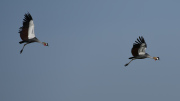 Secretary Birds | Maasai Mara 2019