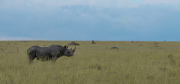 Rhino | Maasai Mara 2017