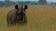 Rhino | Maasai Mara 2019