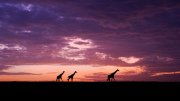 Giraffe at dusk | Maasai Mara 2019