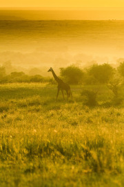 Sunset Giraffe | Maasai Mara 2019