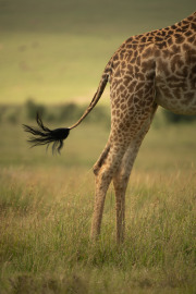 Ode to David Lloyd #2 | Maasai Mara 2019