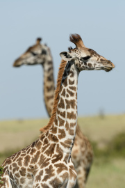 Giraffe | Maasai Mara 2017