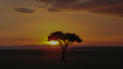 Acacia Tree at Sunset | Massai Mara 2017