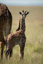 Mother & child | Maasai Mara 2019