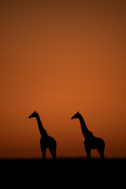 Sunset Giraffe | Maasai Mara 2019
