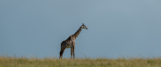 The vastness of it all | Maasai Mara 2019
