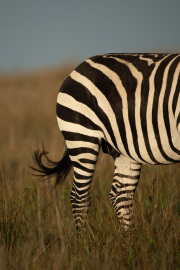 The Flick | Maasai Mara 2019