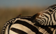 Oxpecker & Zebra | Maasai Mara 2019