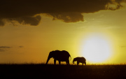 Mother and baby at sunset | Maasai Mara 2017