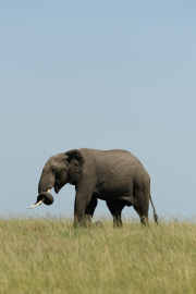 Dexterity | Maasai Mara 2019