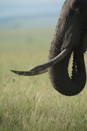 Tusks | Maasai Mara 2019