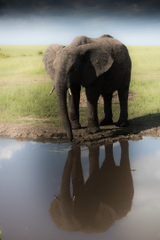 Reflections | Maasai Mara 2019