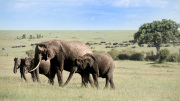 Family | Maasai Mara 2019