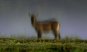Waterbuck Reflection | Maasai Mara 2019