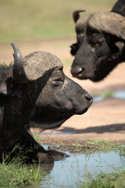 African Buffalo | Maasai Mara 2019