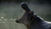 Hippo in early morning mist | Maasai Mara 2019