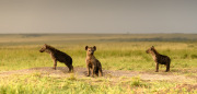 Hyena cubs | Maasai Mara 2019