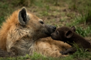 Hyena mother & cub | Maasai Mara  2019