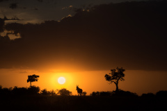 Topi  at Sunset | Massai Mara 2017