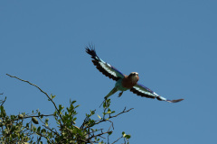 Lilac Breasted Roller | Maasai Mara 2019