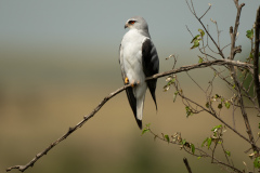 Maasai Mara 2019