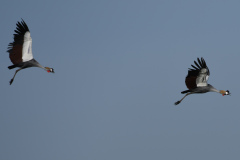 Secretary Birds | Maasai Mara 2019