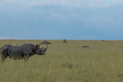 Rhino | Maasai Mara 2017