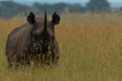 Rhino | Maasai Mara 2019