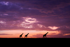 Giraffe at dusk | Maasai Mara 2019