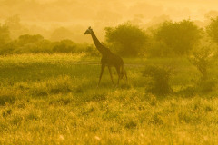 Sunset Giraffe | Maasai Mara 2019