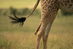 Ode to David Lloyd #2 | Maasai Mara 2019