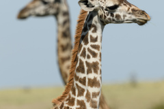 Giraffe | Maasai Mara 2017