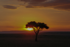 Acacia Tree at Sunset | Massai Mara 2017