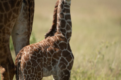 Mother & child | Maasai Mara 2019