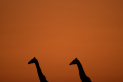 Sunset Giraffe | Maasai Mara 2019
