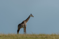 The vastness of it all | Maasai Mara 2019