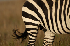 The Flick | Maasai Mara 2019