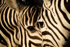 I see you | Maasai Mara 2019