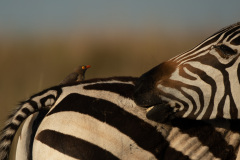 Oxpecker & Zebra | Maasai Mara 2019