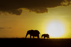 Mother and baby at sunset | Maasai Mara 2017
