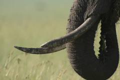 Tusks | Maasai Mara 2019