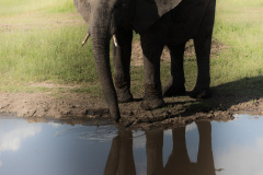 Reflections | Maasai Mara 2019