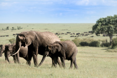 Family | Maasai Mara 2019