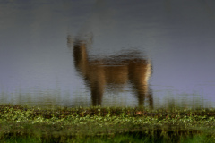 Waterbuck Reflection | Maasai Mara 2019