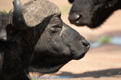 African Buffalo | Maasai Mara 2019