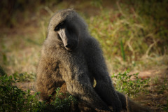 Baboon | Maasai Mara 2017